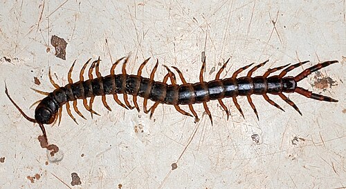 Mille-pattes : plusieurs pattes, une paire par segment