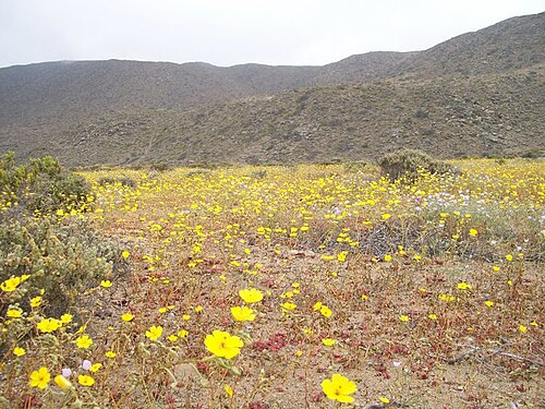 El Morro, Caldera, à l'époque du Desierto Florido (désert fleuri en espagnol).