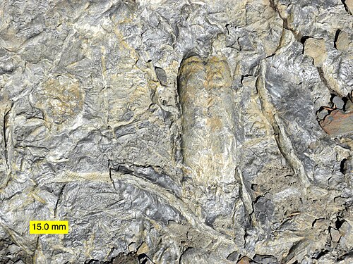 Traces fossiles du Cambrien, notamment Rusophycus, fabriquées par un trilobite