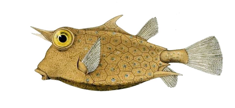 Les poissons-coffres ont des plaques de peau ossifiées fusionnées pour former une coquille rigide.
