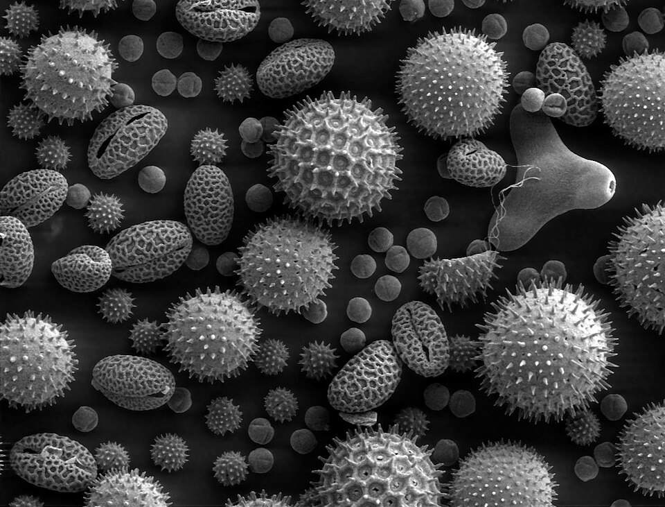 Image de pollen prise au microscope électronique à balayage