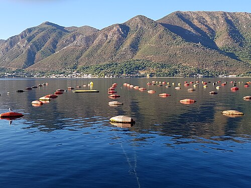 Ferme de moules à la palangre dans la baie de Kotor, Monténégro