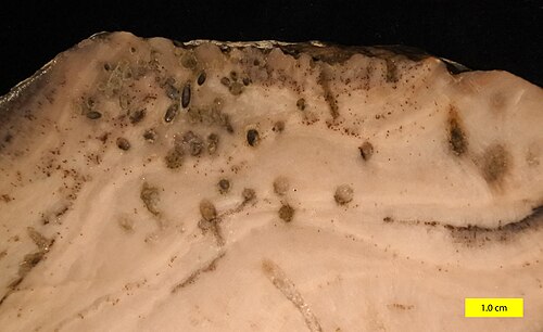 Forages dans un bryozoaire de l'Ordovicien supérieur, formation de Bellevue, nord du Kentucky ; coupe transversale polie.