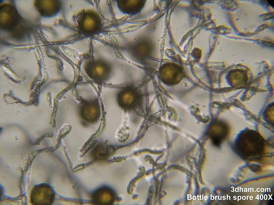 Spores et élatères d'une prêle. (Equisetum, vue microscopique)