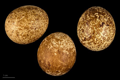 Falco naumanni - MHNT