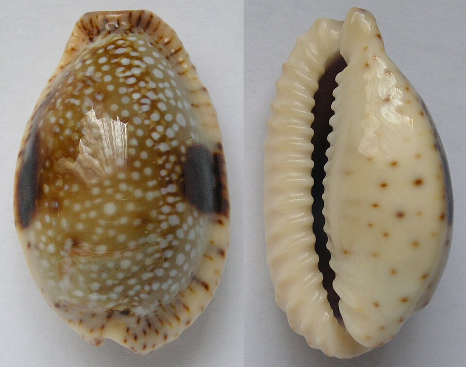 Coquille de escargot marin – Cypraea nebrites