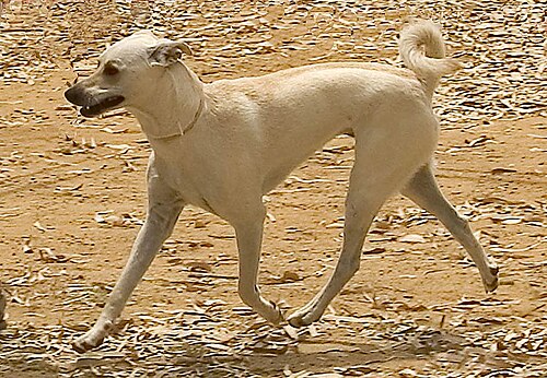Chien courant crétois ou Kritikos Lagonikos, l'une des plus anciennes races de chiens de chasse d'Europe