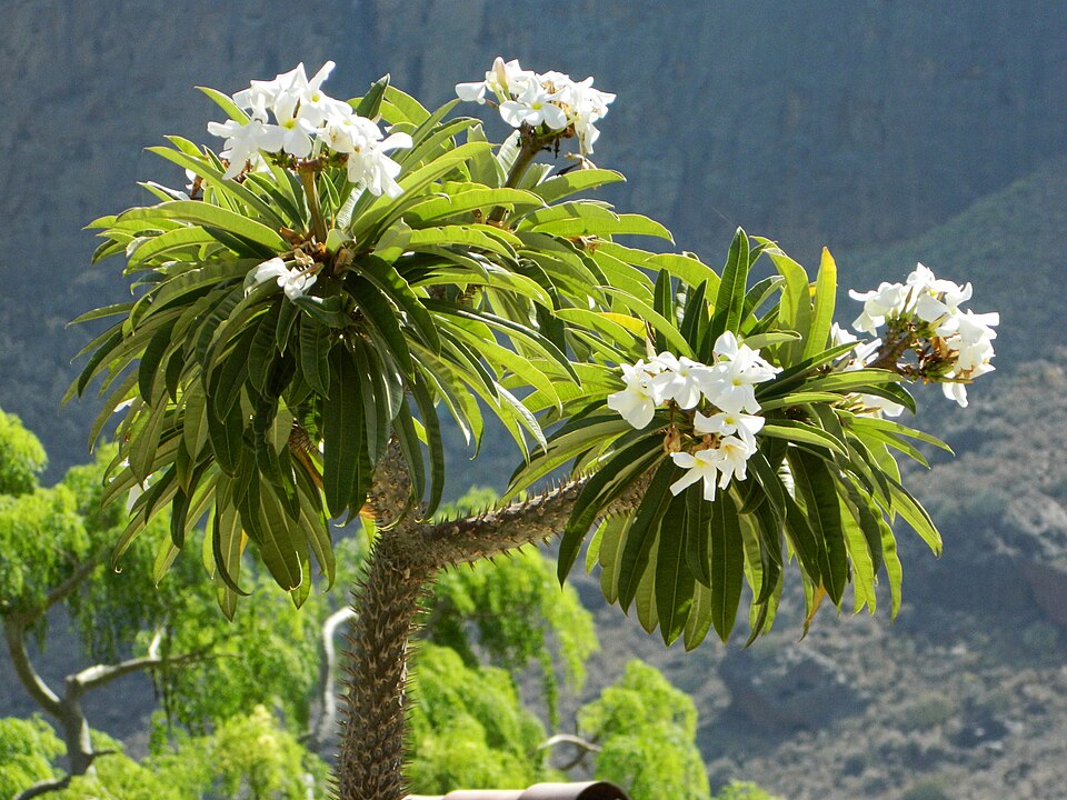 Mode de croissance de Pachypodium lamerei