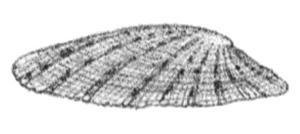 forme de capuchon