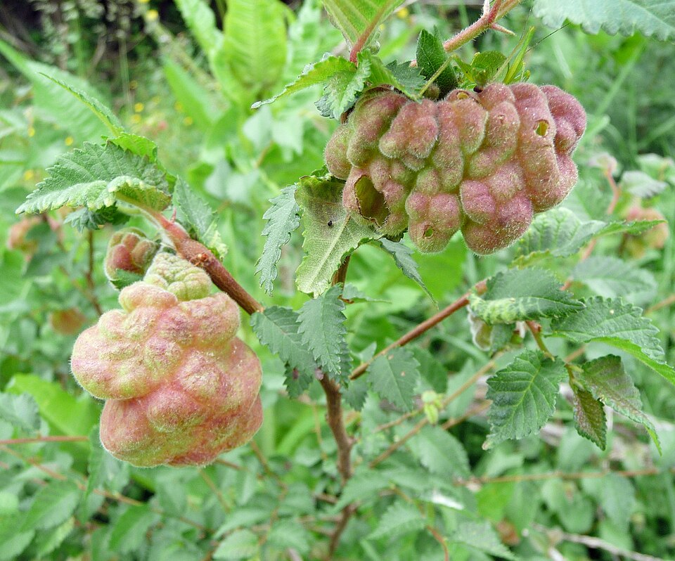 Galles foliaires vésiculaires sur un orme à feuilles étroites (puceron E. lanuginosum), Italie