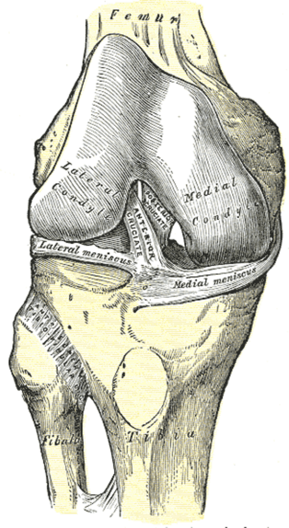 vue de face de l'articulation du genou droit, montrant les ligaments internes.