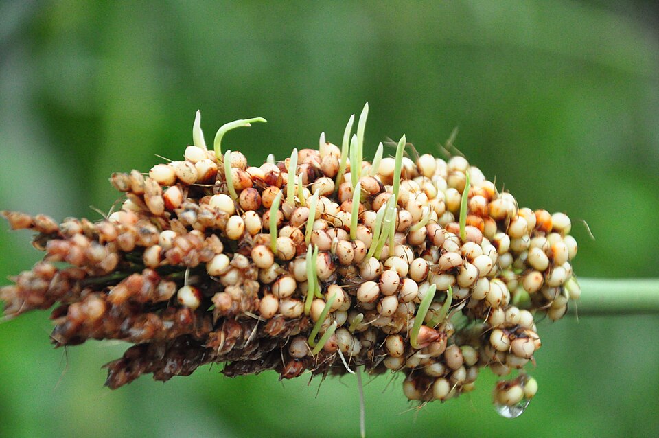 plantes de millet germées