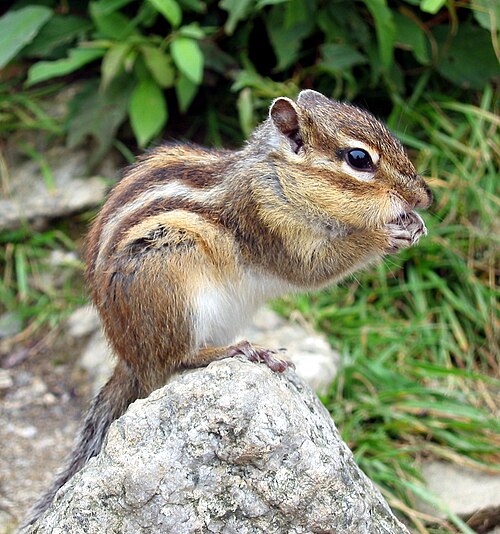 Eutamias sibiricus, tamia de Sibérie