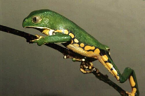 Grenouille grimpante