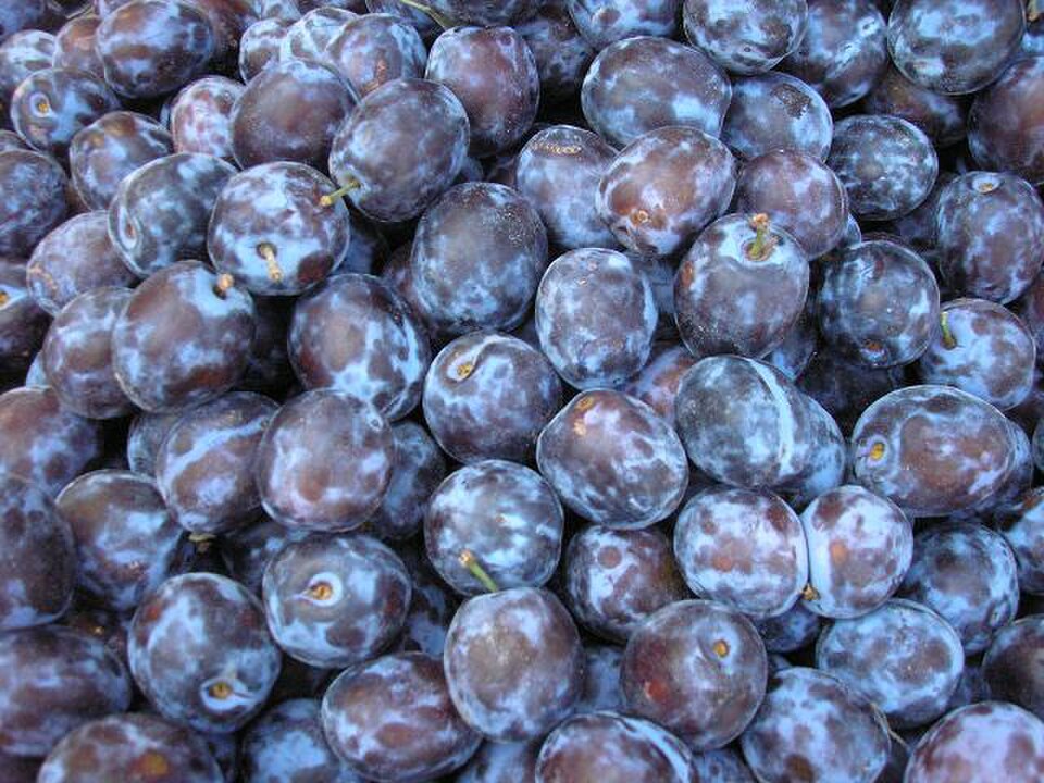 Prunes de prune (prune européenne)
