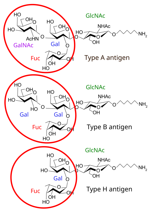 Il existe trois variantes de base d'antigènes d'immunoglobuline chez l'homme qui partagent une structure chimique très similaire mais qui sont nettement différentes. Les cercles rouges indiquent les différences de structure chimique dans le site de liaison à l'antigène (parfois appelé site de combinaison d'anticorps) de l'immunoglobuline humaine. Notez que l'antigène de type O n'a pas de site de liaison.[30]