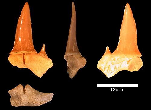 Dent de Carcharias cf. C holmdelensis, Formation Menuha.