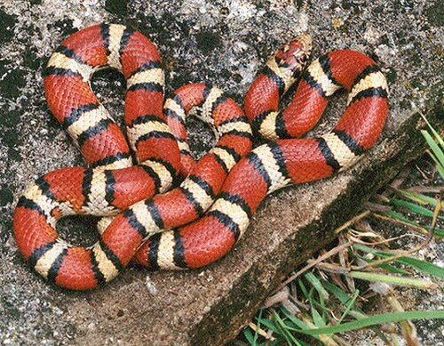 Le serpent de lait rouge inoffensif, un imitateur batesien du serpent corail
