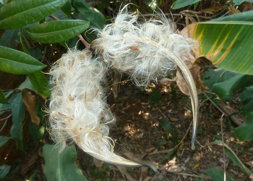 Strophanthus speciosus (déhiscence)