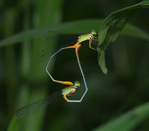Accouplement de demoiselles en position de coeur