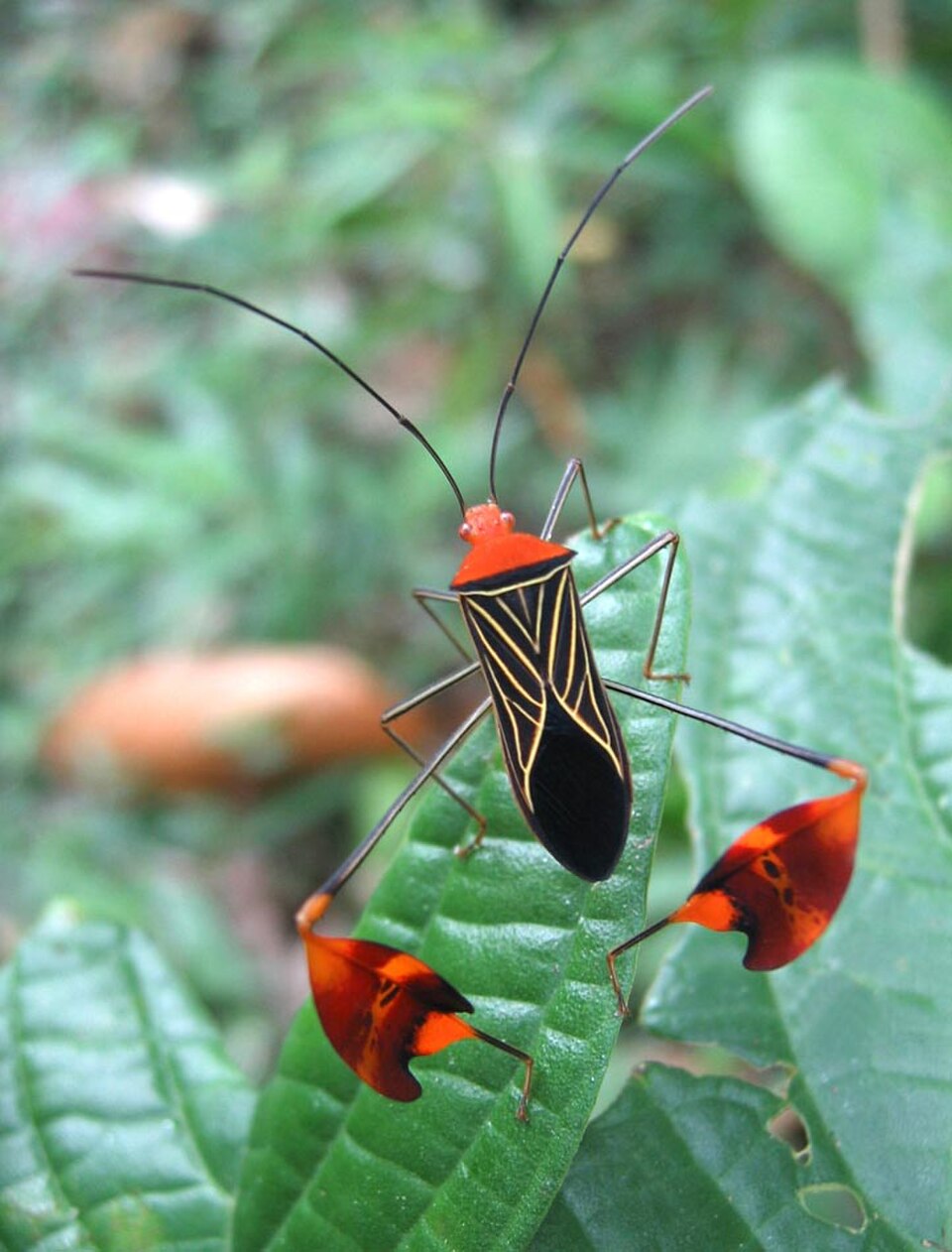 Un coréide à « pieds foliacés » (Anisoscelis flavolineata) avec des pattes postérieures typiquement élargies