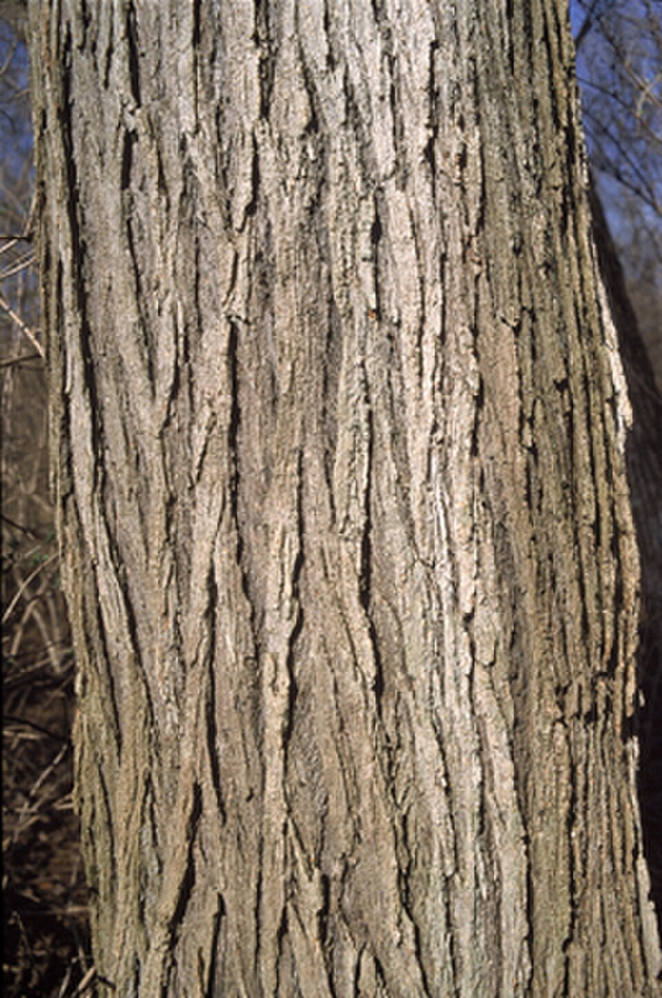 Écorce mature, orme rouge (Ulmus rubra)