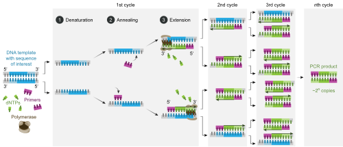 Schéma d'un cycle PCR complet
