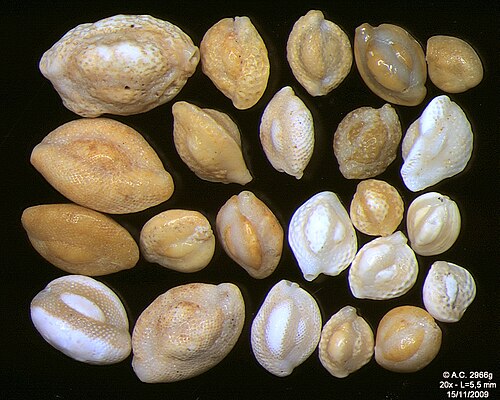 Foraminifères de l'océan Indien, côte sud-est de Bali, largeur du champ 5,5 mm