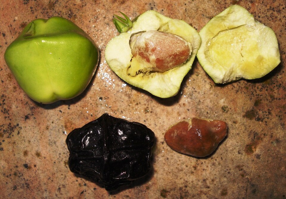 Cascabela thevetia (syn.Thevetia peruviana) : dissection de fruits toxiques.