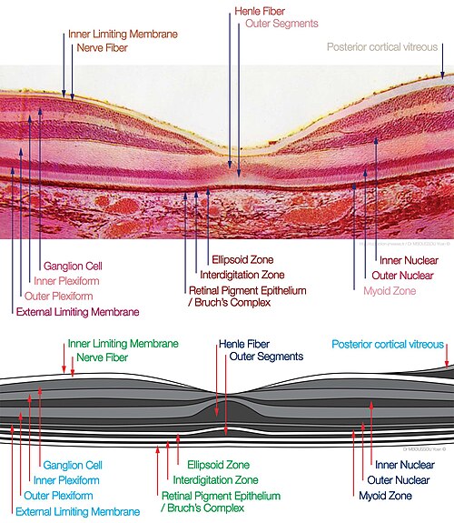 Histologie de la macula (OCT)