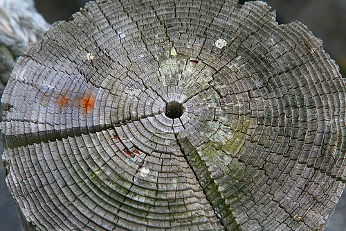 Cernes des arbres, qui peuvent être utilisés pour la datation des cernes des arbres