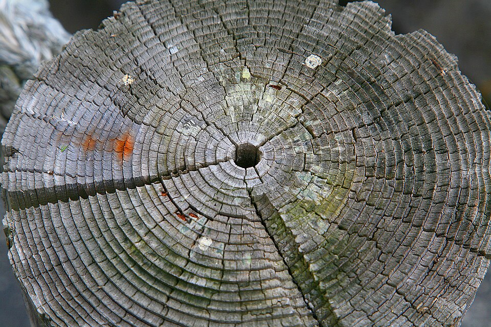 Les cernes des arbres, qui peuvent être utilisés pour la datation par dendrochronologie, sont des exemples de cernes d'arbres.