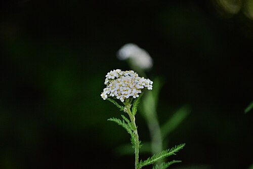 Fleur au bord d'un étang, Royaume-Uni