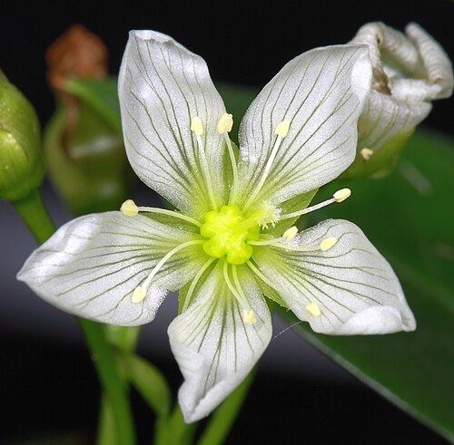 Gros plan d'une fleur (environ 20 mm de diamètre)