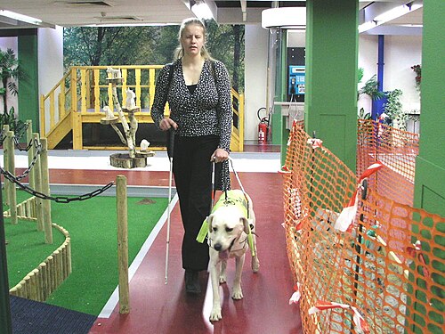 Une femme aveugle apprend à utiliser son chien-guide dans un environnement de test avec divers obstacles