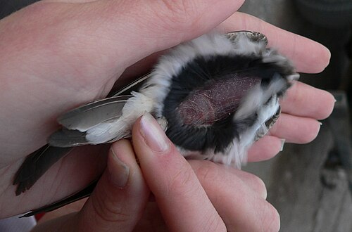 Un oiseau sur le dos, révélant une zone de peau sans plumes