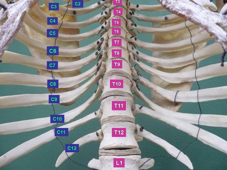 Thorax. Vue antérieure.