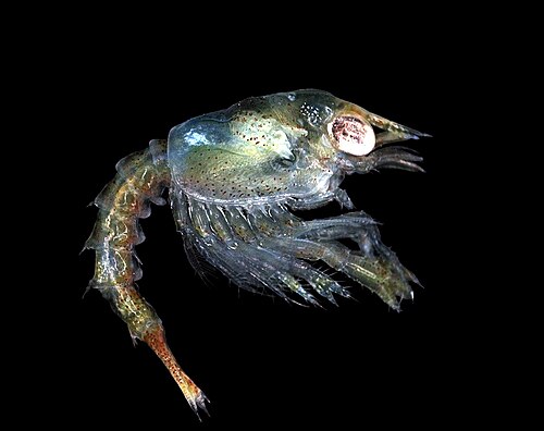 Un animal translucide gris-vert est vu de profil. L'œil est grand et brillant et se trouve dans un creux de la grande carapace et de son long rostre. Un abdomen, de longueur similaire à celle de la carapace, fait saillie à l'arrière et, sous la carapace, se trouve une masse de pattes, certaines avec de petites griffes.