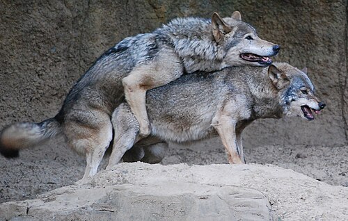 Photographie d'un couple de loups en train de s'accoupler