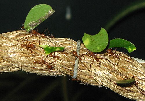 Les fourmis coupeuses de feuilles Atta cephalotes transportent des disques de feuilles vers leur nid pour nourrir leur champignon domestiqué