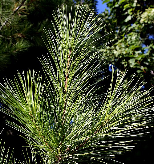 Feuilles (aiguilles) des nouvelles pousses à la fin de l'été