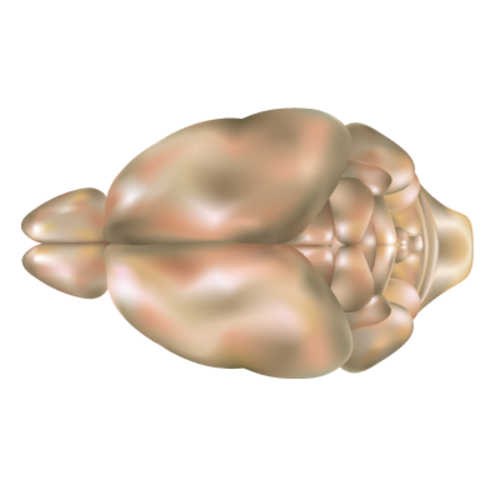 Cerveau de souris, vue dorsale
