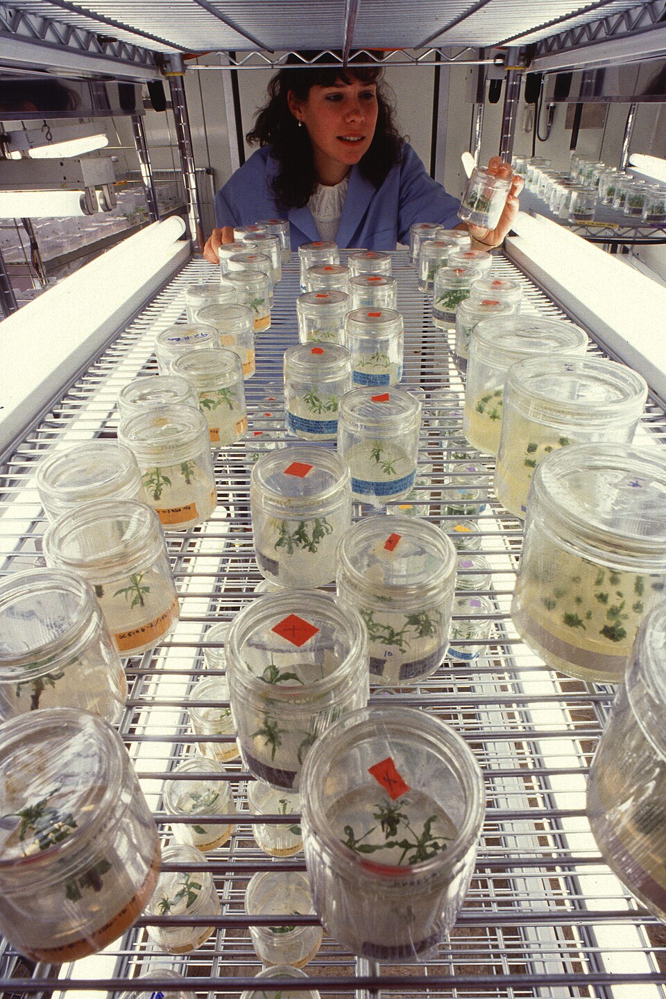 Micropropagation des plantes transgéniques