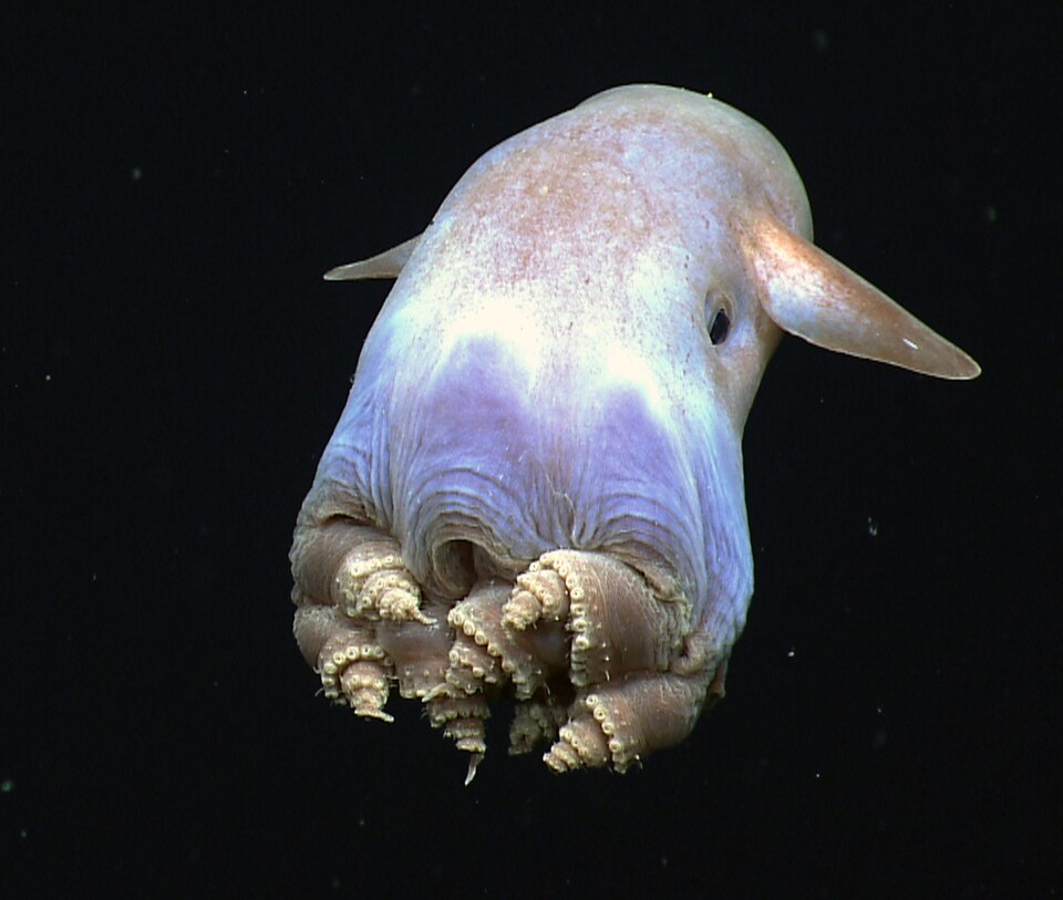 Une créature marine trapue et ronde, dotée de courtes nageoires en forme d'oreilles.