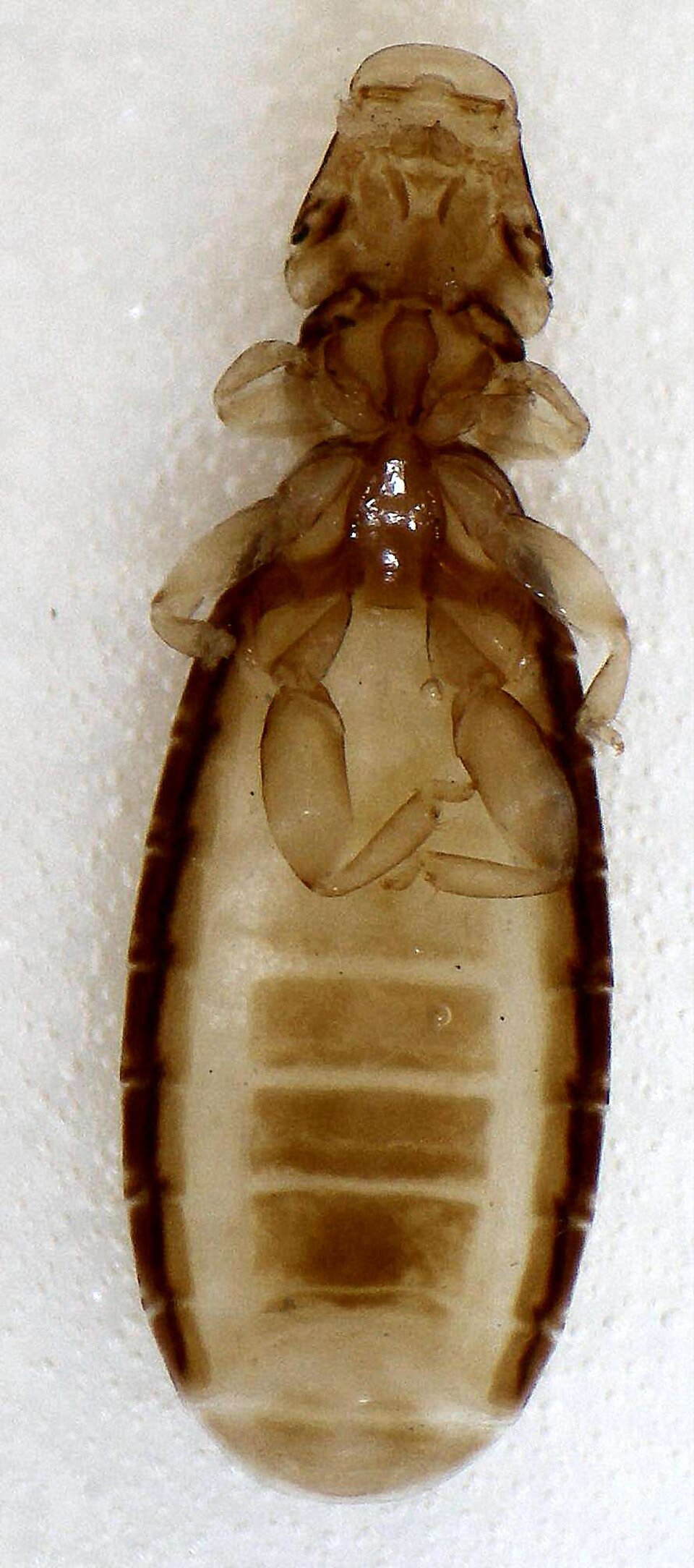 Ricinus bombycillae, un pou amblycère parasite d'un jaseur boréal.