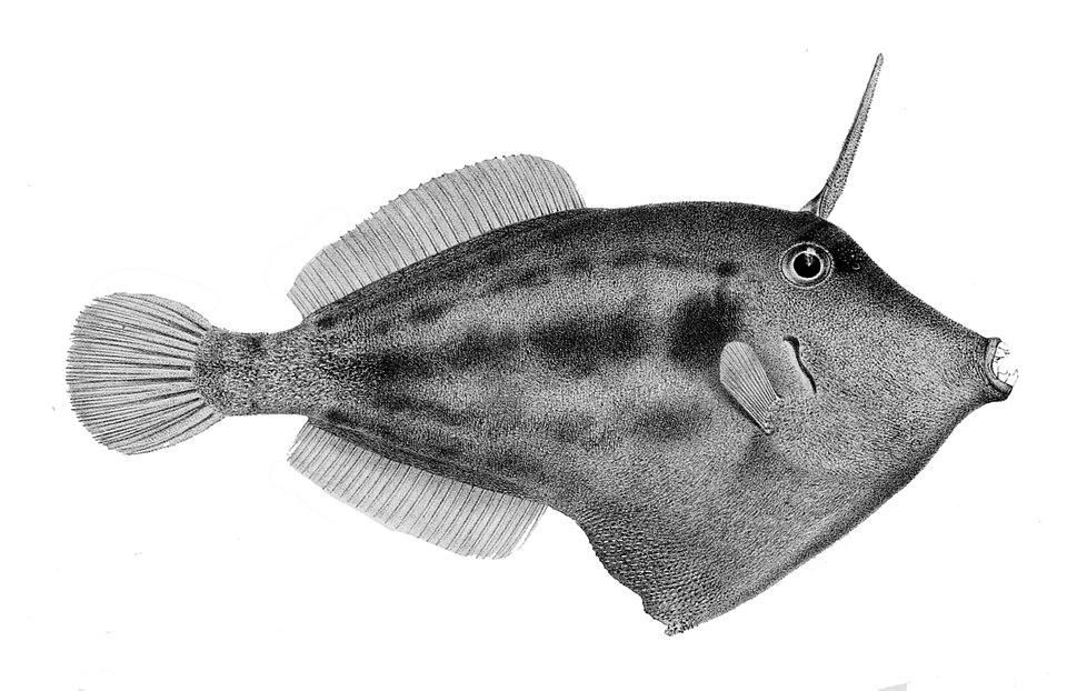 Certains poissons-limes semblent sans écailles car leurs écailles sont très petites.