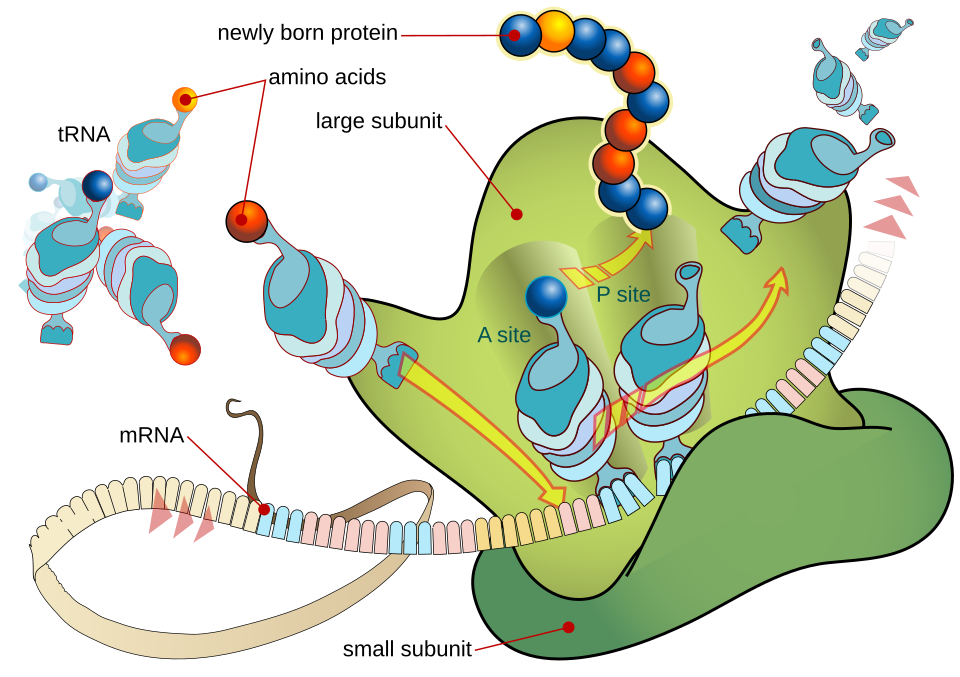 Ribosome traduisant l'ARN messager en chaîne d'acides aminés (protéine).