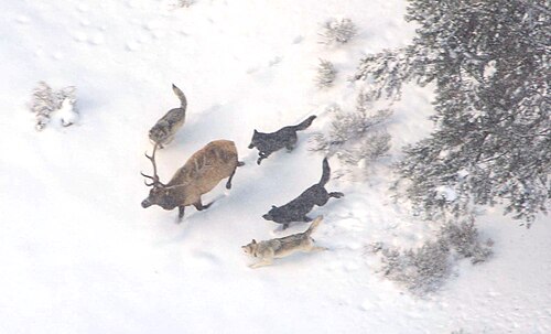 Photographie aérienne d'un wapiti mâle en hiver poursuivi par quatre loups