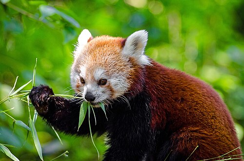 Un panda roux tenant une plante et mangeant