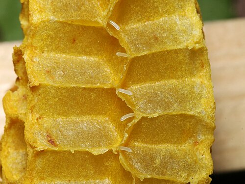 Oeufs d'abeilles présentés dans des alvéoles de cire ouvertes